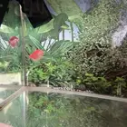 حوض أسماك صغير حوض أسماك صغير Pet Fish Aquarium with pump