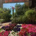 مشتل الاشجار والزهور   جميع الانواع مع التوصيل