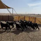 جفرات عواض صنف 8 جذعات