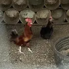 ديك و دجاجة العمر سنة و شوي