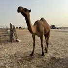 بكره صفرا طيبه بالحييل