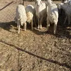 للبيع طليان طيبه ونظيفه