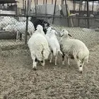 خرفان طيبه مهاجين