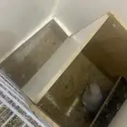 زوج روز منتج