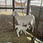 رباع متبع