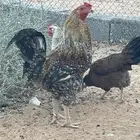 ديك فارسي