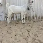 مشروع فحل مطور خصم