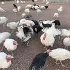 دجاج رومي