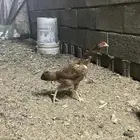 دجاج باكستاني