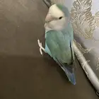 بغبغاء الروز ضايعع