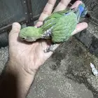 فروخ روز نهايه غر للبيع اليفه جدا