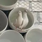 أربع اجواز حمام