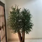 اشجار زيتون صناعيه بجذوع طبيعيه