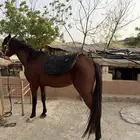 خيل ومهره شعبيه