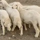 خرفان شعره وطرف