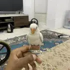 للبيع روز البينو صك اليف مايعرف العض