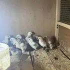 صيصان بلدي وفيومي وباكستاني