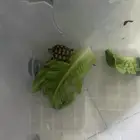 سلحفاة السولكاتا