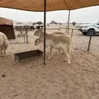 طلي حري صنف