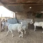 معزا مطورات