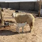 حريه والد