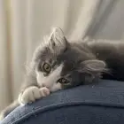 قطط شيرازي كيتين للبيع