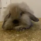 ارنب هولند لوب انقورا