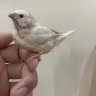 فروخ زيبرا حجم وسط