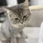 للتبني