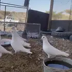 تم البيع الله يبارك لرعيه