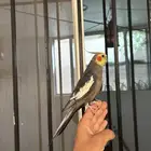 ذكر كروان نورمل اليف و متكلم