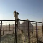 قعود جذع فحل