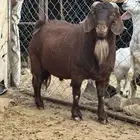 تيس كلهاري جامع بيور