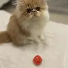 قط بيكي فيس العمر 4-5 اشهر