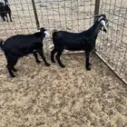 تيوس طيبه