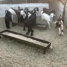 تيوس عارضي