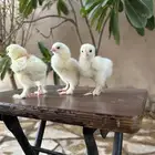 صوص برهما كلومبي مستوى توب
