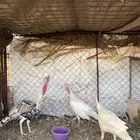 دجاج رومي