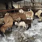 غنم سواكن 6 روس وتحتها 6 وحده دافع