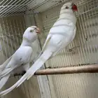 زوج درة البينو جاهز للانتاج طيور قديمة