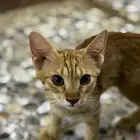 قطط للتبني