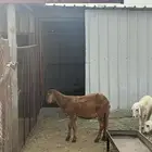 طلي سواكن مربى 5 اشهر