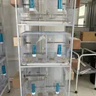 ازواج بادجي