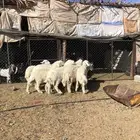 طليان ورخال ذبايح رمضان