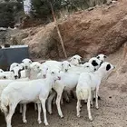 رخال رفيديات للبيع
