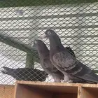 للبيع جوز قطيفي