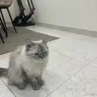 قطه لتبني سليمه و متعلمه كل شي و لعوبه جدا