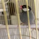 طير جاوا للبيع