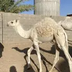 للبيع