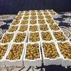 تمر (رطب) روثانه من المدينه المنوره عدد 37 فلين الكبير